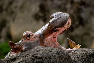 Hippopotamus are one of the animal collections in taman safari bogor, indonesia