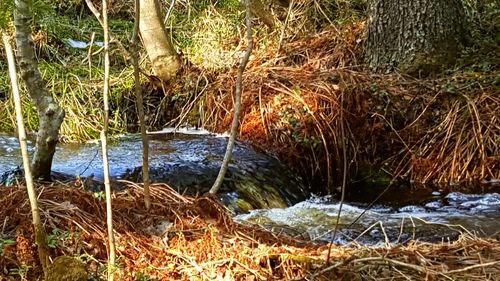 Scenic view of river stream in forest