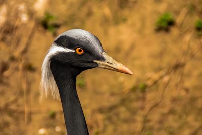 Close-up of a bird