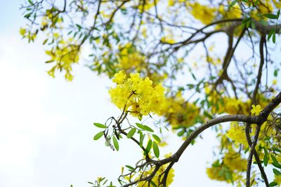 Low angle view of yellow flowering plant against sky