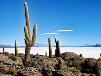 Cactus growing in desert against blue sky