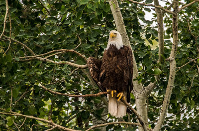 Low angle view of birds perching on branch