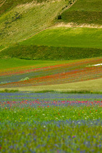 Scenic view of grassy field