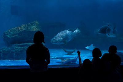 Rear view of fish in aquarium