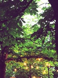 Low angle view of fruits on tree