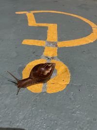 High angle view of snail on road
