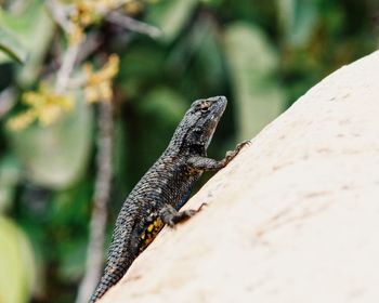 Close-up of lizard on leaf