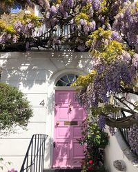 Purple flowering plants and trees by building