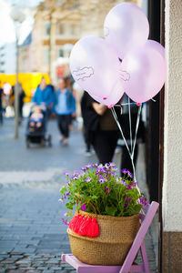 Close-up of pink flowers on potted plant in street