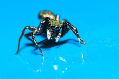 Jumping spider on blue surface