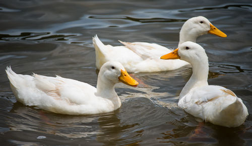 Swans swimming in lake