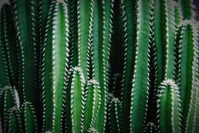 Close-up of succulent plant