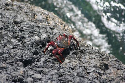 Close-up of crab taking sunbath on rock