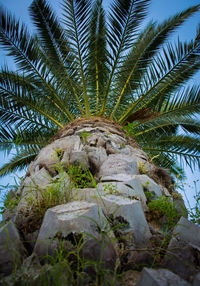 Close-up of palm tree against sky