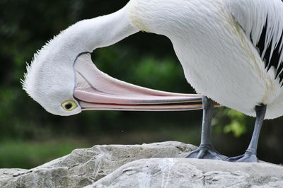 Close-up of swan perching