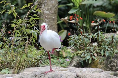 Bird perching on rock