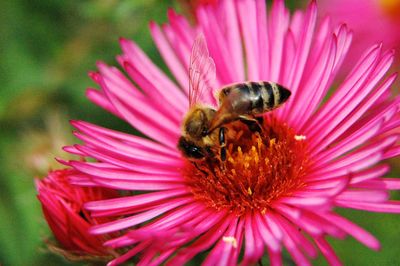 Close-up of honey bee on pink flower