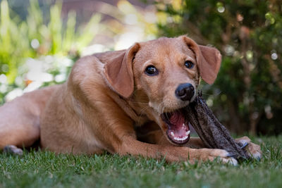 Puppy lying on grass chewing a bone