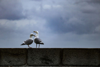 Low angle view of seagulls on wall