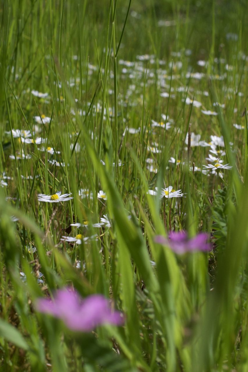 CLOSE-UP OF PURPLE FLOWERING PLANTS IN FIELD