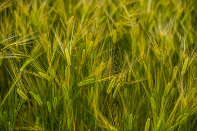 Close-up of wheat growing on field
