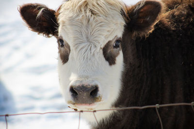 Portrait of cow