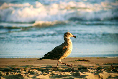 Seagull perching on a beach