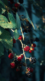 Close-up of red berries growing on tree