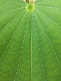 Full frame shot of green leaves