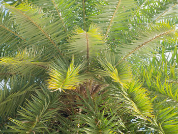 Full frame shot of palm trees