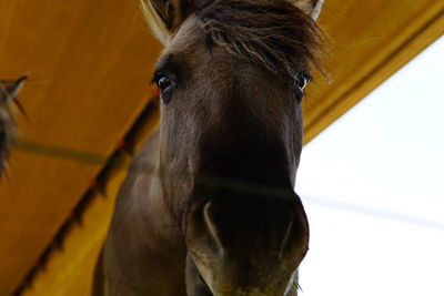 Close-up of a horse