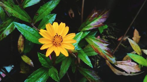 High angle view of yellow daisy flower blooming outdoors