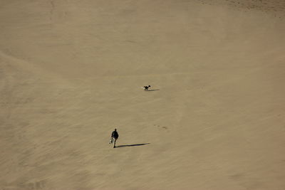High angle view of man walking on beach