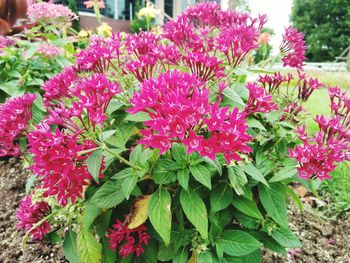 Close-up of pink flowers blooming outdoors