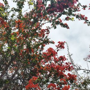 Low angle view of tree against sky