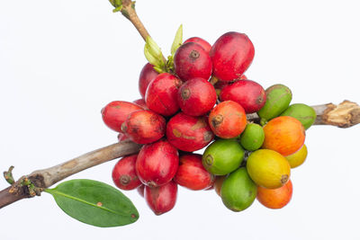 Close-up of cherries against white background