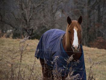 Portrait of horse on field