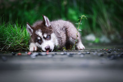 Portrait of dog looking at camera