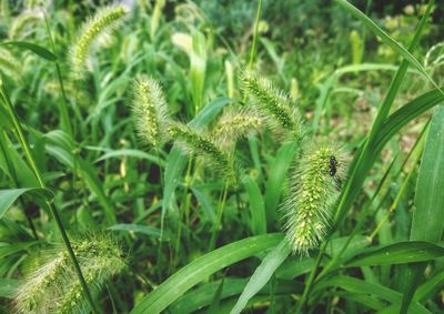 Close-up of fresh green plants