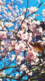 Low angle view of cherry blossoms in spring