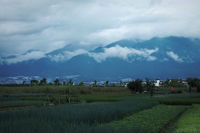 Scenic view of agricultural field against sky