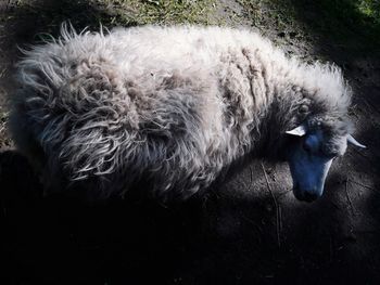 High angle view of dog