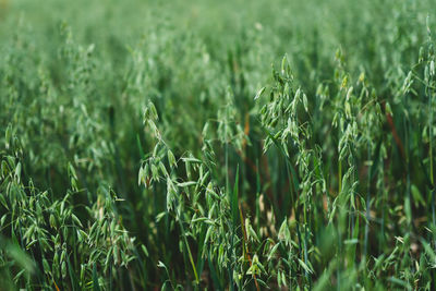 Close-up of oats field