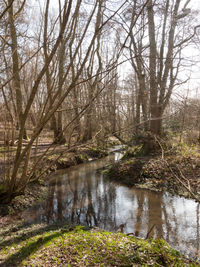 River flowing amidst trees in forest