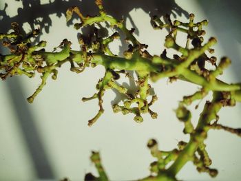 Close-up of plant against blurred background