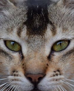 Close-up portrait of a cat