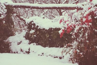 Trees on snow covered landscape