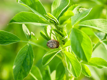 Close-up of butterfly on plant