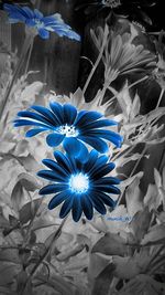 Close-up of flowers against black background