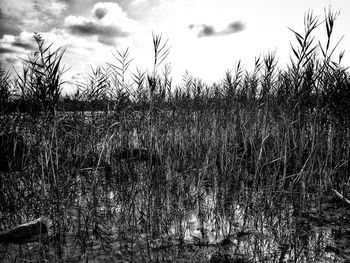 Plants on field against sky